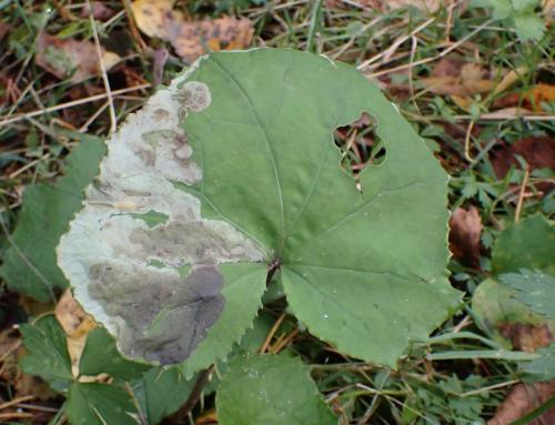 Réf. 349 914 : Acidia cognata